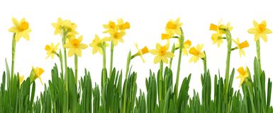 daffodil-row